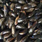 molluschi-bivalvi