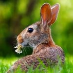 lagomorfi
